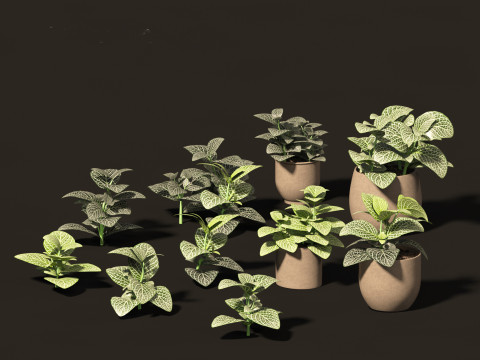 Fittonia albivenis - nerve plant 3D Model