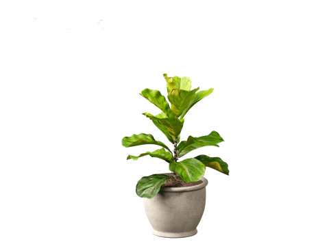 Ficus pandurata - banjo fig 3D Model