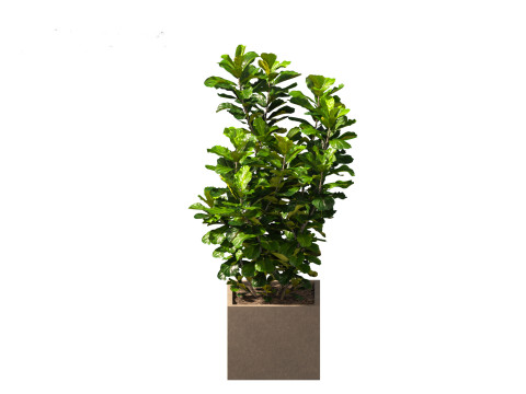 Ficus pandurata - banjo fig 3D Модель