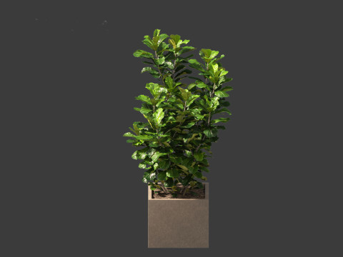 Ficus pandurata - banjo fig 3D Модель