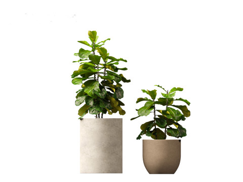 Ficus pandurata - banjo fig 3D Модель