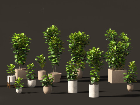 Ficus pandurata - banjo fig 3D Модель