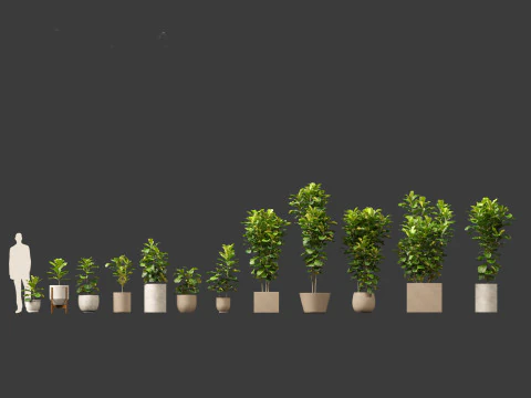 Ficus pandurata - banjo fig 3D Model