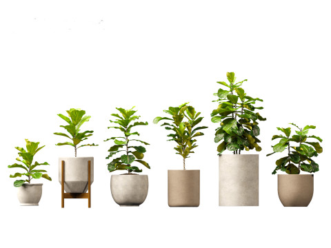 Ficus pandurata - banjo fig 3D Модель