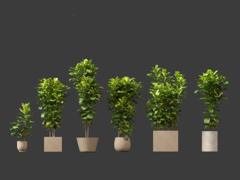 Ficus pandurata - banjo fig 3D Model