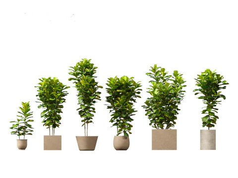 Ficus pandurata - banjo fig 3D Model
