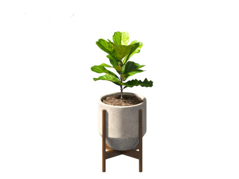 Ficus pandurata - banjo fig 3D Model