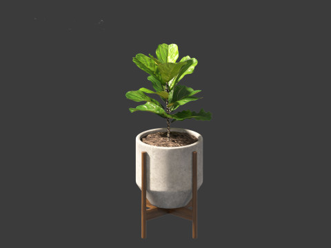 Ficus pandurata - banjo fig 3D Модель