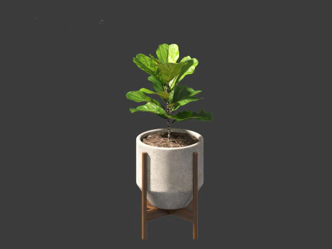 Ficus pandurata - banjo fig 3D Model