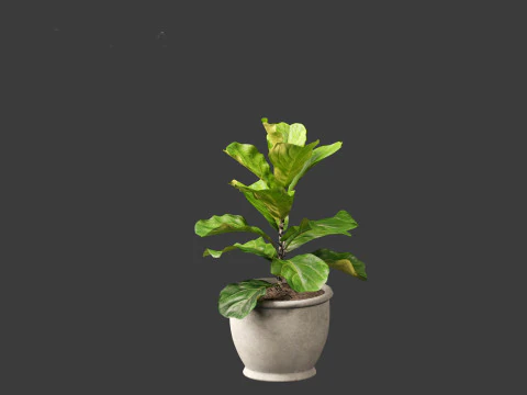 Ficus pandurata - banjo fig 3D Model