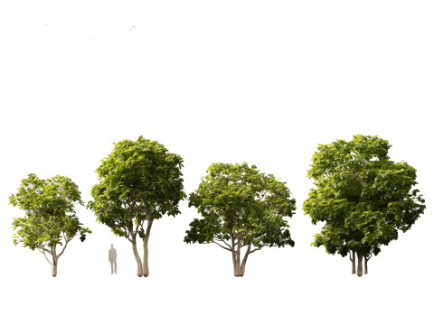 Ficus carica - Common fig 3D Model
