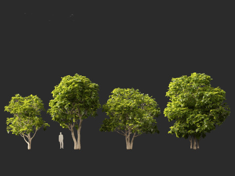 Ficus carica - Common fig 3D Model