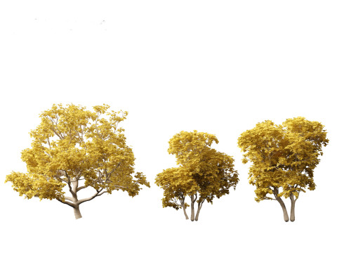 Ficus carica - Common fig 3D Model