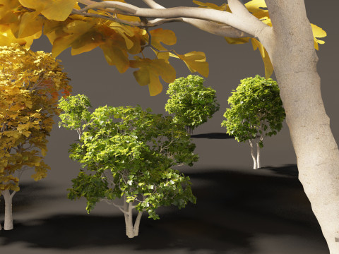 Ficus carica - Common fig 3D Model