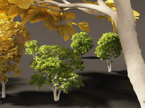 Ficus carica - Common fig 3D Model