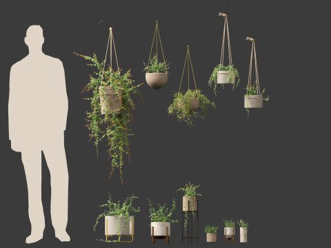 Ficus Pumila - creeping fig Modello 3D