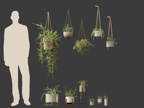 Ficus Pumila - creeping fig 3D Model