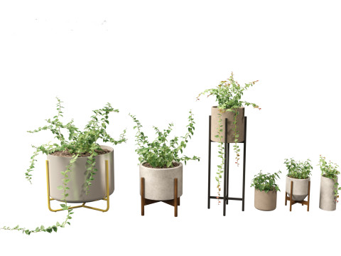 Ficus Pumila - creeping fig Modello 3D