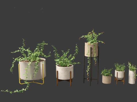 Ficus Pumila - creeping fig 3D Model