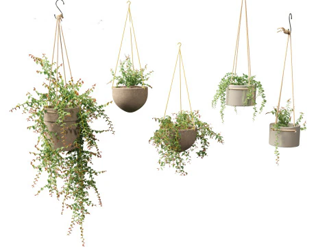 Ficus Pumila - creeping fig 3D Model