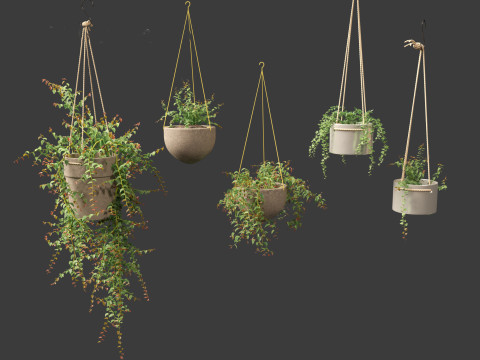 Ficus Pumila - creeping fig Modello 3D