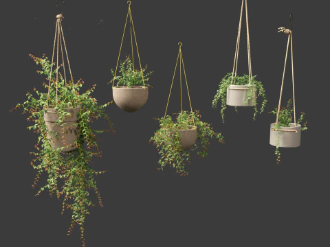 Ficus Pumila - creeping fig 3D Model