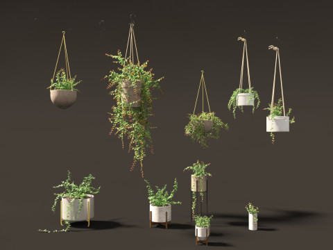 Ficus Pumila - creeping fig Modello 3D