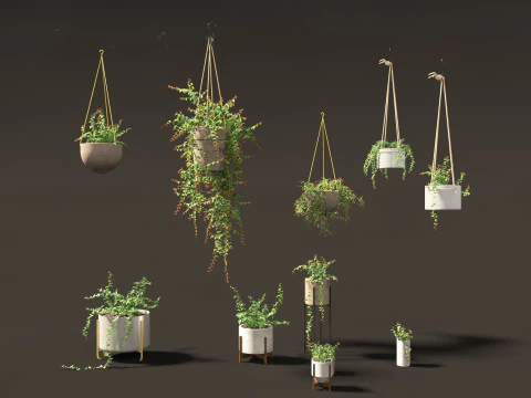 Ficus Pumila - creeping fig 3D Model