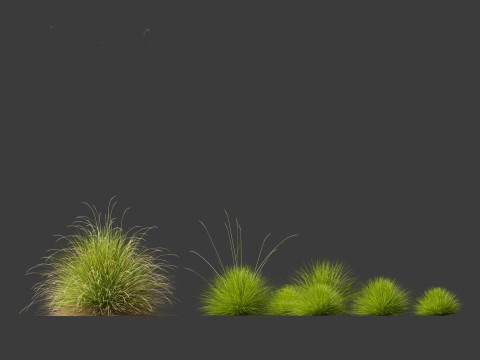 Festuca mairei - Mt Atlas Fescue 3D Model
