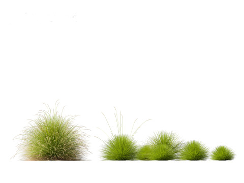 Festuca mairei - Mt Atlas Fescue 3D Model