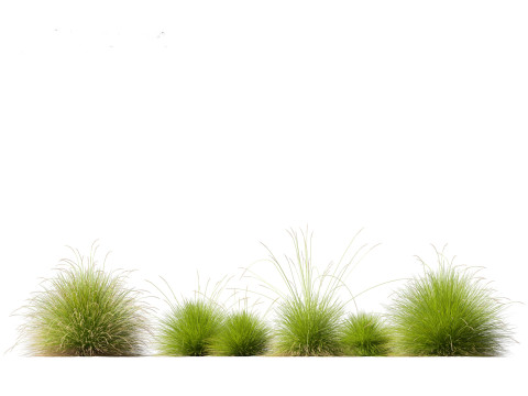 Festuca mairei - Mt Atlas Fescue 3D Model