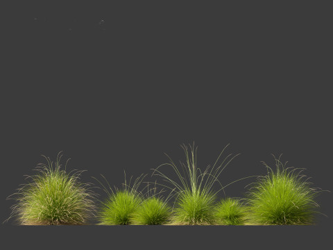 Festuca mairei - Mt Atlas Fescue 3D Model
