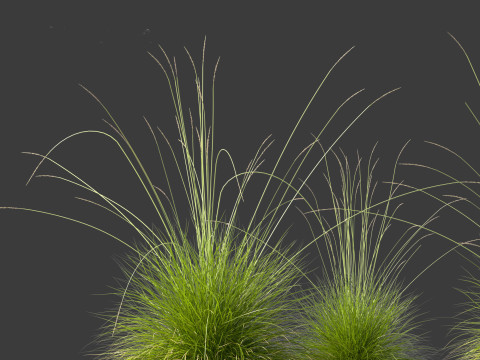 Festuca mairei - Mt Atlas Fescue 3D Model