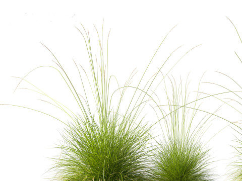 Festuca mairei - Mt Atlas Fescue 3D Model