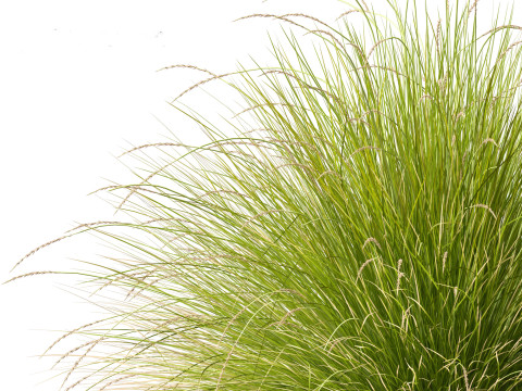 Festuca mairei - Mt Atlas Fescue 3D Model