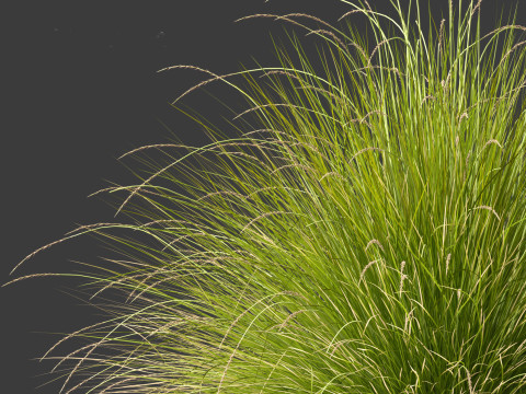 Festuca mairei - Mt Atlas Fescue 3D Model