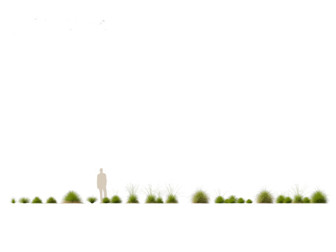 Festuca mairei - Mt Atlas Fescue 3D Model