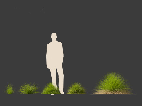 Festuca mairei - Mt Atlas Fescue 3D Model