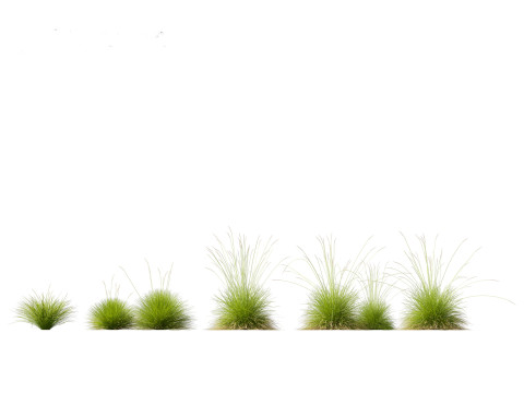 Festuca mairei - Mt Atlas Fescue 3D Model