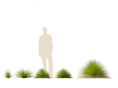 Festuca mairei - Mt Atlas Fescue 3D Model