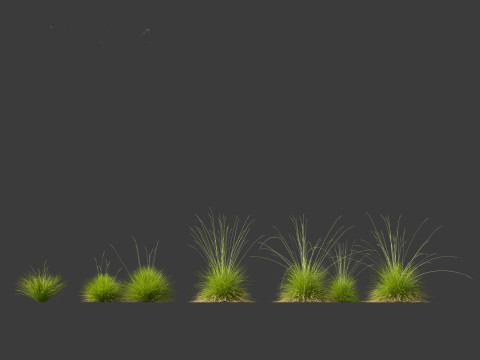 Festuca mairei - Mt Atlas Fescue 3D Model