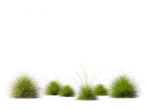 Festuca mairei - Mt Atlas Fescue 3D Model