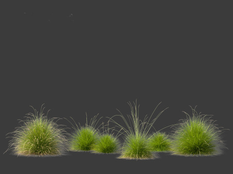 Festuca mairei - Mt Atlas Fescue 3D Model