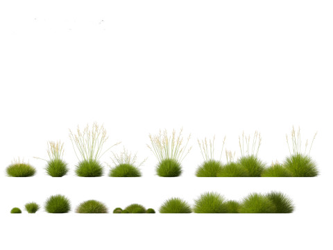 Festuca gautieri - bearskin fescue 3Dモデル