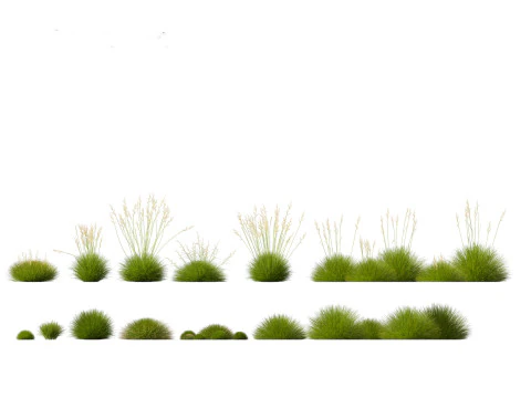 Festuca gautieri - bearskin fescue 3D Model
