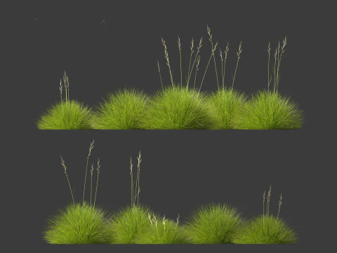 Festuca gautieri - bearskin fescue 3D Model