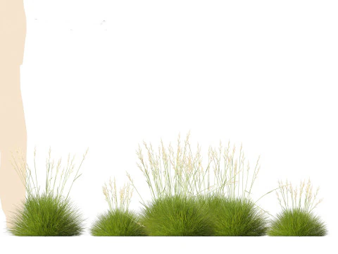 Festuca gautieri - bearskin fescue 3D Model