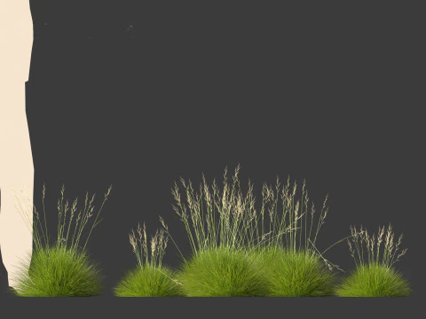 Festuca gautieri - bearskin fescue 3D Model
