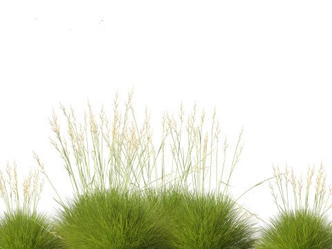 Festuca gautieri - bearskin fescue 3Dモデル