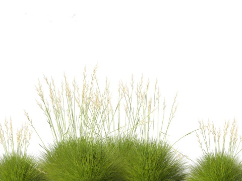 Festuca gautieri - bearskin fescue 3D Model